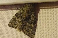 Polymixis flavicincta
