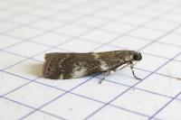 Assara terebrella