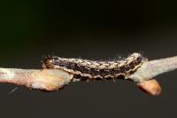 Fissipunctia ypsillon
