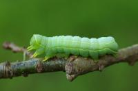 Asteroscopus sphinx