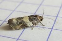 Gypsonoma dealbana