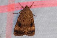 Amphipyra pyramidea