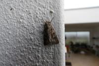 Xylocampa areola