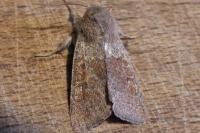 Orthosia miniosa