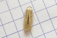 Agonopterix pallorella