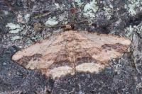 Menophra abruptaria
