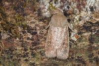 Orthosia cruda