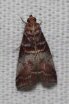 Acrobasis advenella