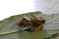 Canephora hirsuta