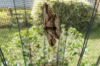 Menophra abruptaria