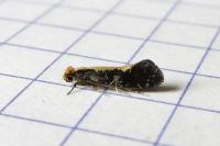 Monopis obviella