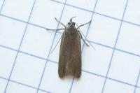 Acompsia cinerella