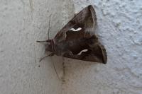 Macdunnoughia confusa