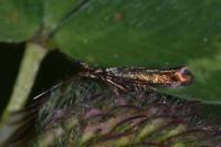 Coleophora deauratella