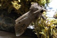 Clostera anachoreta