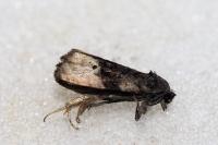 Metendothenia atropunctana