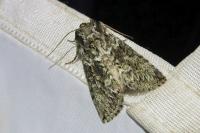 Polyploca ridens