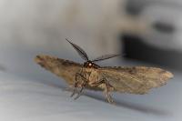 Peribatodes rhomboidaria