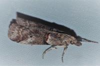 Acrobasis obliqua