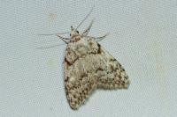Nola confusalis