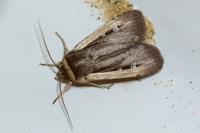 Ochropleura leucogaster