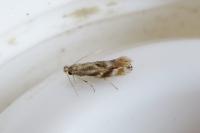 Bucculatrix bechsteinella