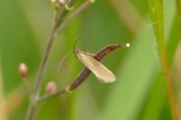 Glyphipterix fuscoviridella