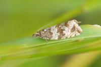 Celypha cespitana