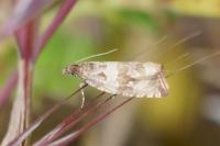 Celypha cespitana