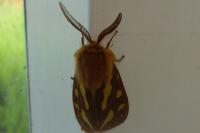 Arctia testudinaria
