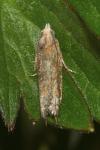 Eucosma