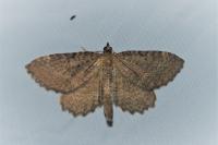 Philereme vetulata