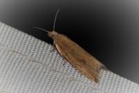 Bactra lancealana