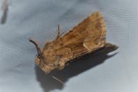 Oligia fasciuncula