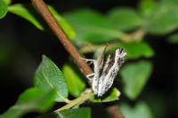 Epirrhoe alternata