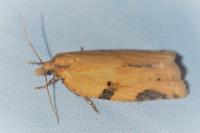 Clepsis spectrana
