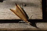 Donacaula mucronella