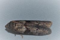 Blastobasis phycidella