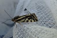 Emmelia trabealis