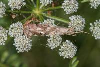 Canephora hirsuta