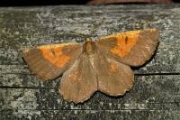 Angerona prunaria