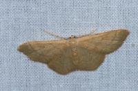 Idaea deversaria