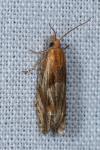 Eucosma cana
