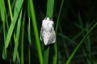 Spilosoma lubricipeda