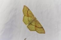 Cyclophora punctaria