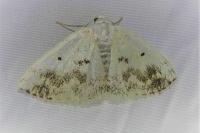Lomographa temerata
