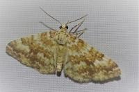 Perizoma flavofasciata