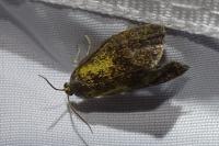Ptycholoma lecheana