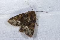 Oligia strigilis