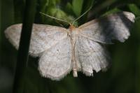 Idaea macilentaria